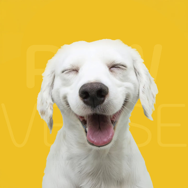 Dogs